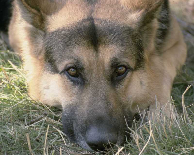 Ssgp2608-German Shepherd Dog-face closeup-by Linda Bucklin.jpg