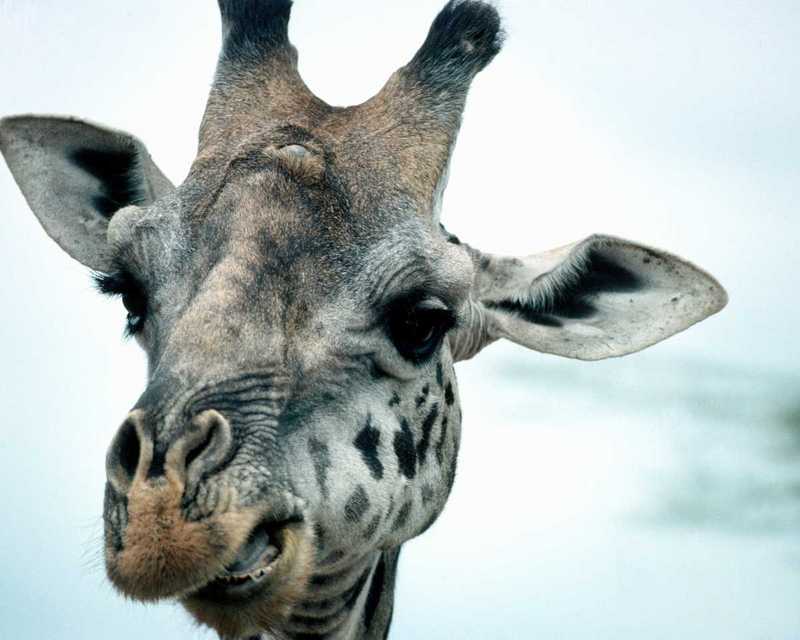 Ssgp2616-Giraffe-face closeup-by Linda Bucklin.jpg