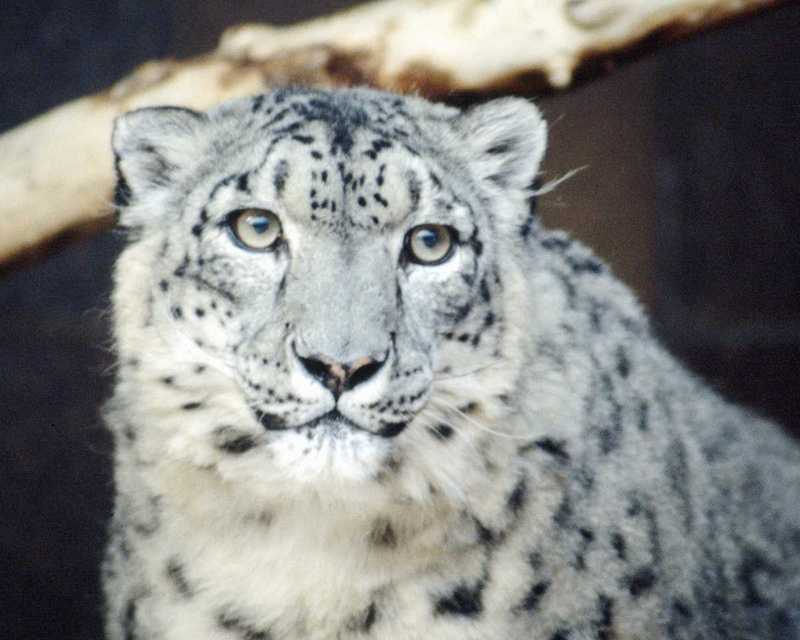 Ssgp2958-Snow Leopard-face closeup-by Linda Bucklin.jpg