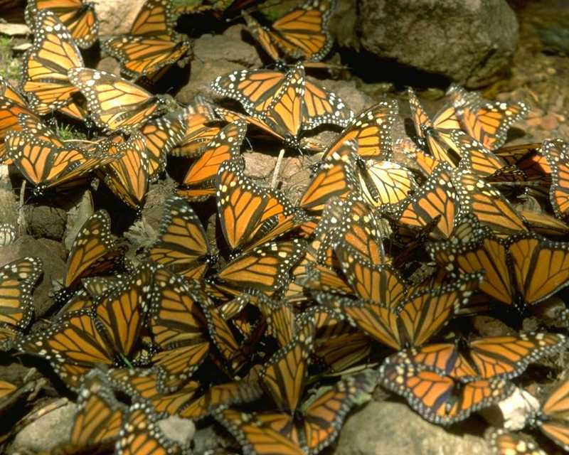 Ssgp3303-Monarch Butterfly-flock on rocky ground-by Linda Bucklin.jpg