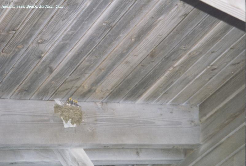 Swallows2-Barn Swallows-in nest-by Mary Ann Wright.jpg