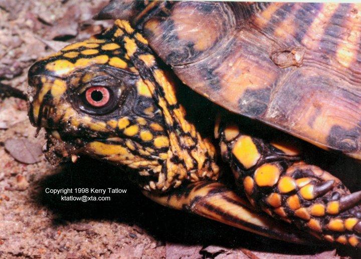 Terrapene 2-Painted Turtle-ktatlow@xta.com-face closeup-by Kerry Tatlow.jpg