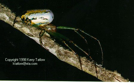 Tetragnathid Spider-on branch-by Kerry Tatlow.jpg