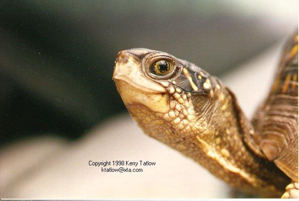 Three-Toed Box Turtle-face closeup-by Kerry Tatlow.jpg