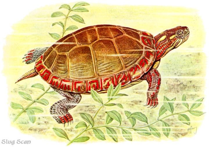 Tortoise63-Art by Hermann Fey-Scan by Reiner Richter.jpg