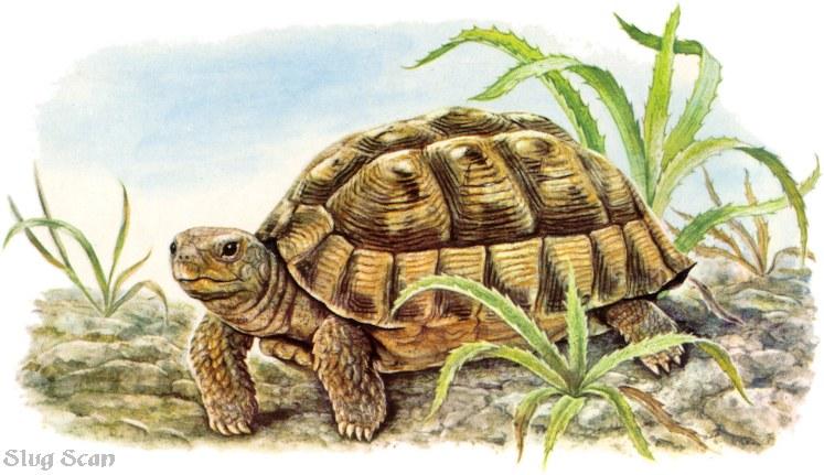 Tortoise64-Art by Hermann Fey-Scan by Reiner Richter.jpg