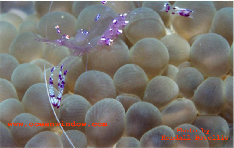 Truk Lagoon-Critter2-Anemone Shrimp-by Kendall Botellio.jpg