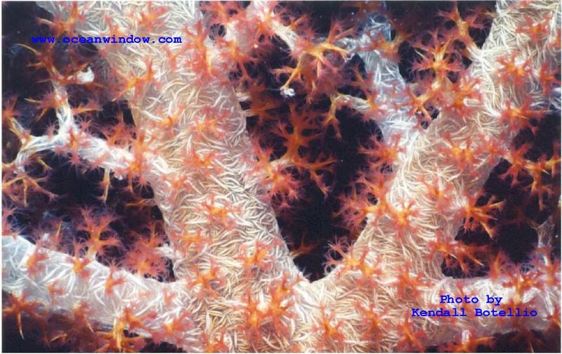 Truk Lagoon-Soft corals0-by Kendall Botellio.jpg