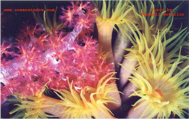 Truk Lagoon-Soft corals1-by Kendall Botellio.jpg
