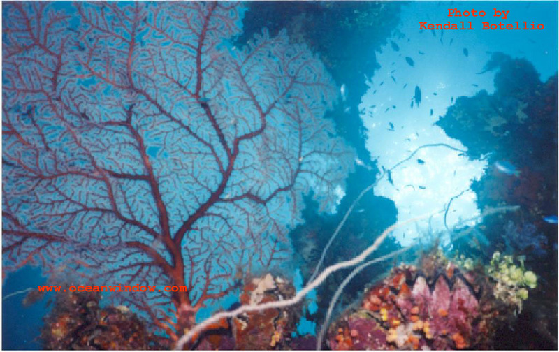Truk Lagoon-reef-Sea fan and whips-by Kendall Botellio.jpg
