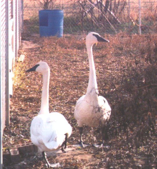 Trumpeter swans1-pair in cage-by Dan Cowell.jpg