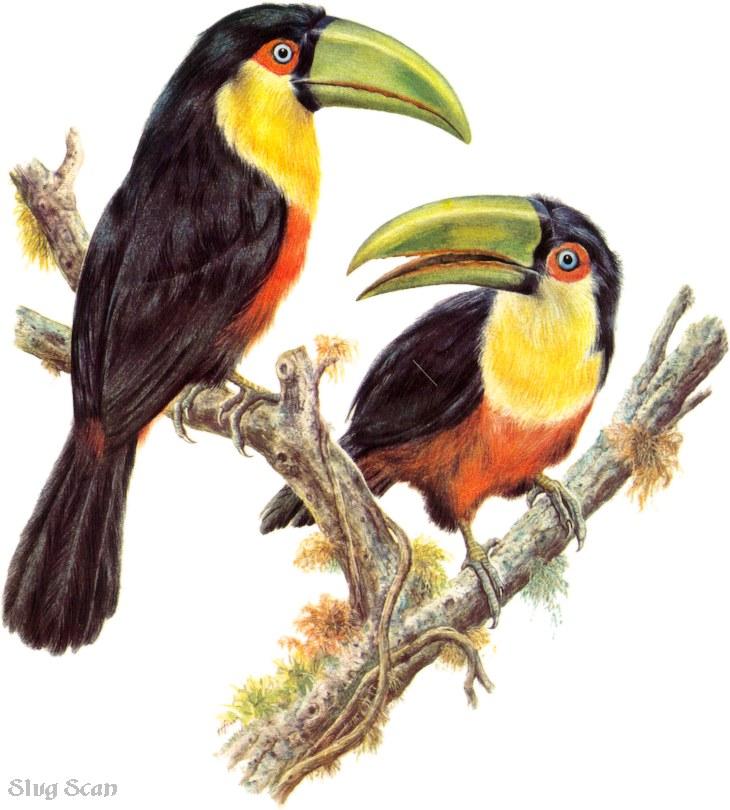 Tucan50-Toucan-Art by Hermann Fey-Scan by Reiner Richter.jpg