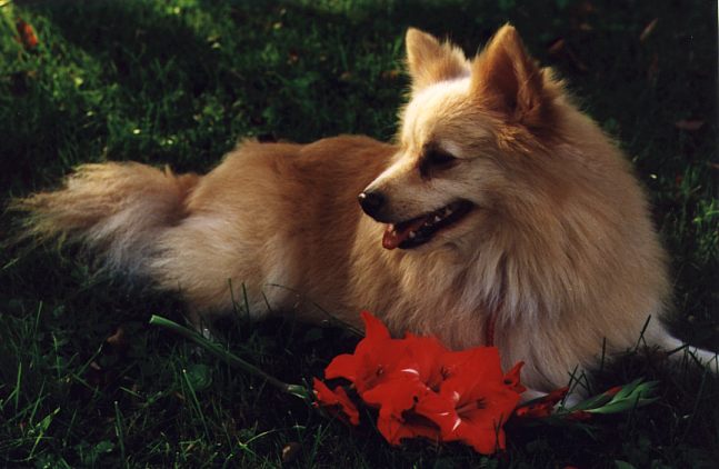 Tucker-with-Flowers-Pomeranian Dog-by Linda Bucklin.jpg