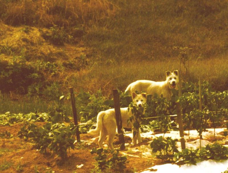 Two Jindo Dogs-by Darin L Ungerman.jpg