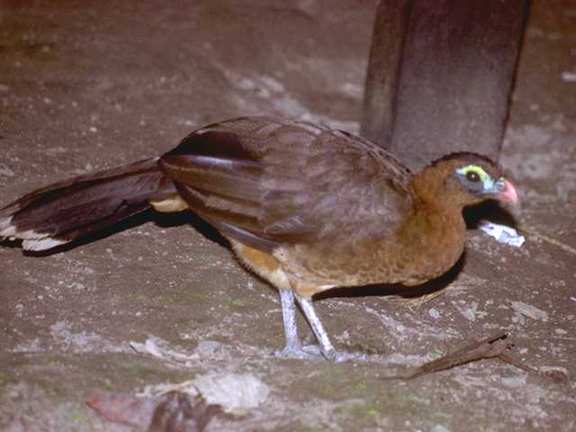 Venezuela f11b0024-Chachalaca-Bird.jpg