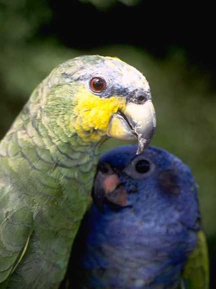 Venezuela f11b0048-Parrots-HeadCloseup.jpg