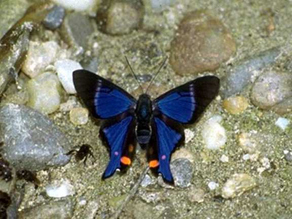 Venezuela f11b0050-SwallowtailButterfly.jpg