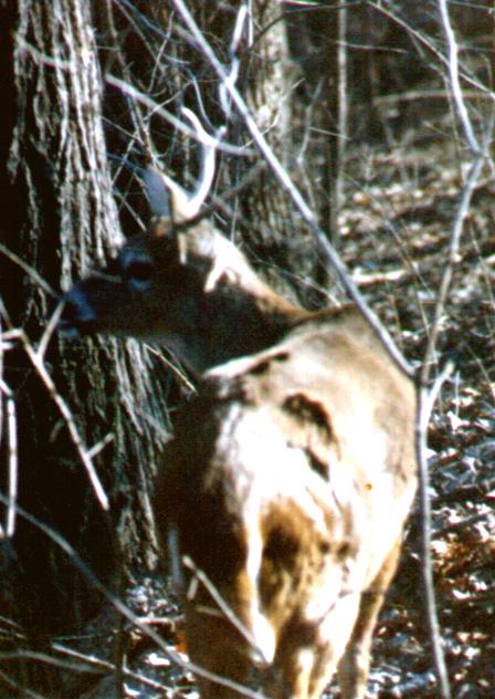 WTbuck1-Whitetail Deer-by Thomas O'Keefe.jpg