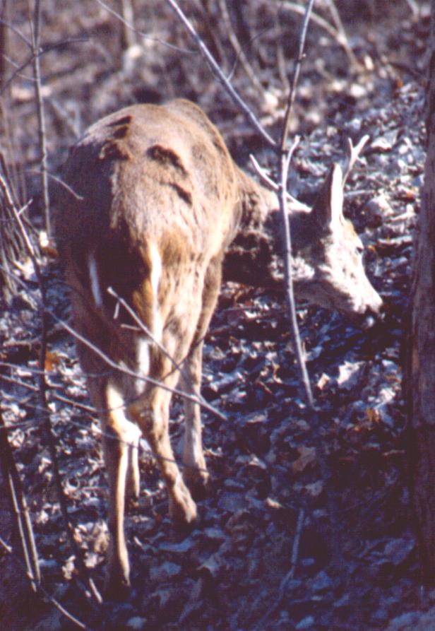 WTbuck3-Whitetail Deer-by Thomas O'Keefe.jpg