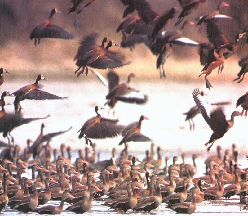 White-faced and Black-bellied Tree Duck group-WhistlingDucks-Colony sm-by Dan Cowell.jpg