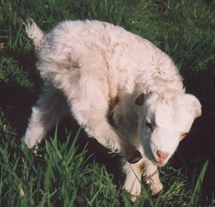 White Goat1-Lamb-by Fiona Anderson.jpg