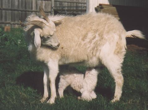 White Goat2-Mom nursing Lamb-by Fiona Anderson.jpg