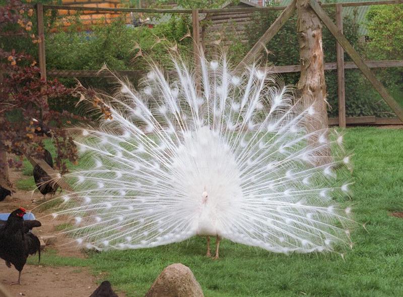 White Peacock001-by Ralf Schmode.jpg