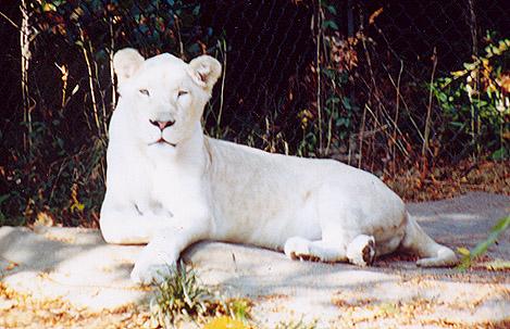 White lion female-by Denise McQuillen.jpg