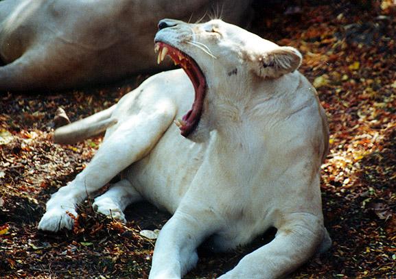 White lion female really yawn-by Denise McQuillen.jpg