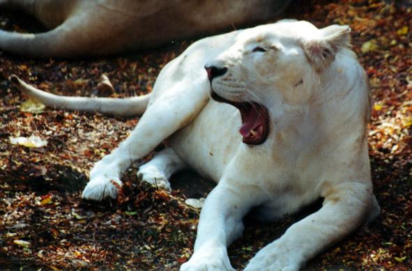 White lion female starting yawn-by Denise McQuillen.jpg