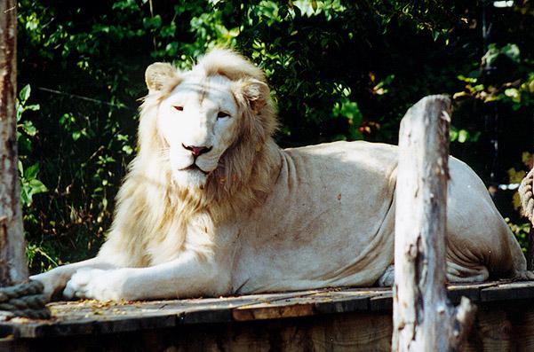 White lion male-by Denise McQuillen.jpg
