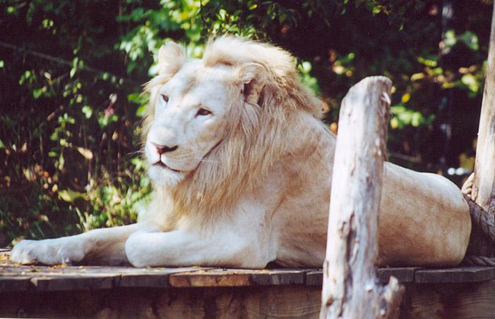 White lion male 2-by Denise McQuillen.jpg