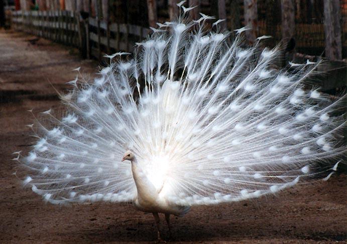 White peacock tail2-by Denise McQuillen.jpg