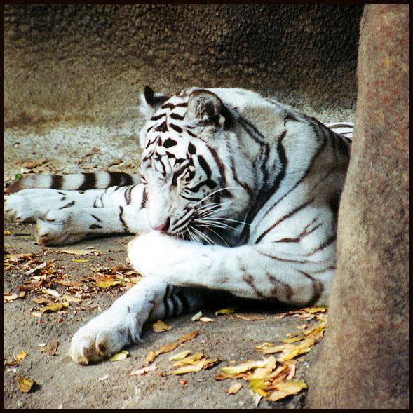 White tiger groom-by Denise McQuillen.jpg
