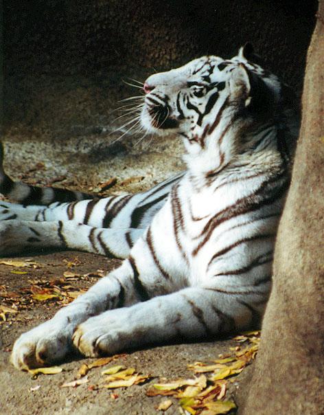 White tiger head back-by Denise McQuillen.jpg