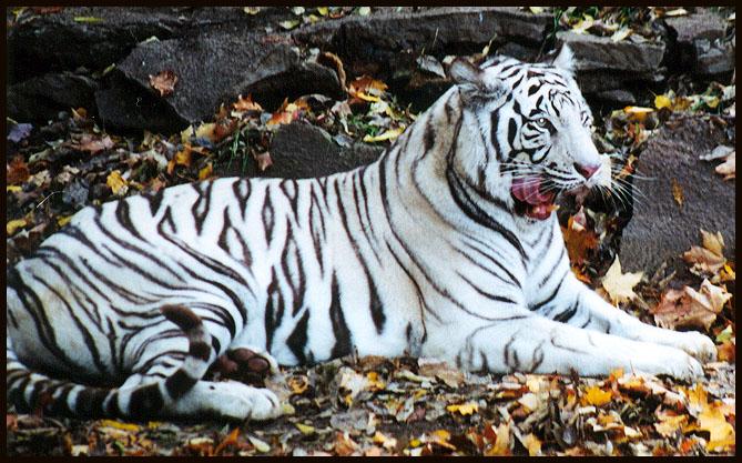 White tiger side lick-by Denise McQuillen.jpg