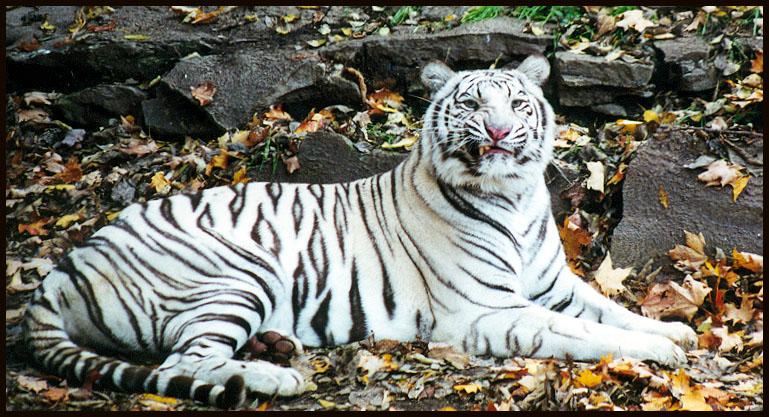 White tiger sneer-by Denise McQuillen.jpg