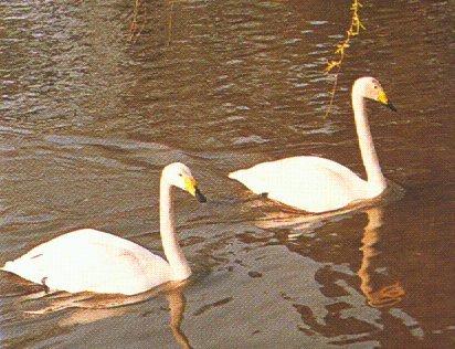 Whooper Swan-pair floating on water-by Dan Cowell.jpg