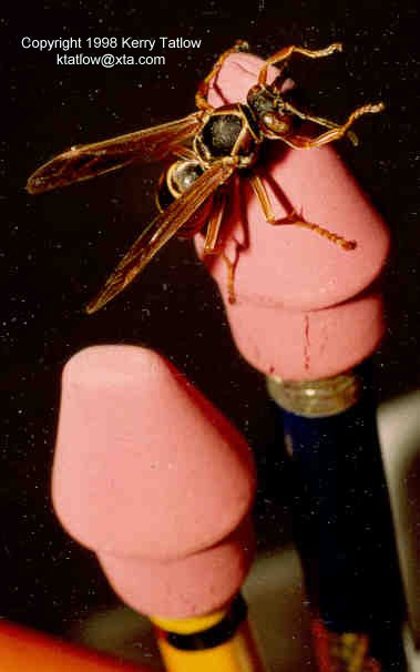 Why You Should Not Chew Erasers-Polistes Paper Wasp-ktatlow@xta.com-by Kerry Tatlow.jpg