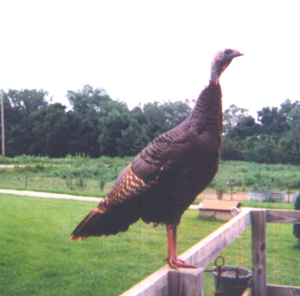 Wild Turkey2-hen on fence-by Dan Cowell.jpg