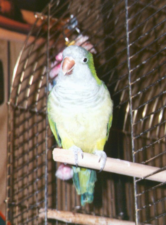 Wilfred2-Quaker Parrot-closeup in cage-by Dan Cowell.jpg