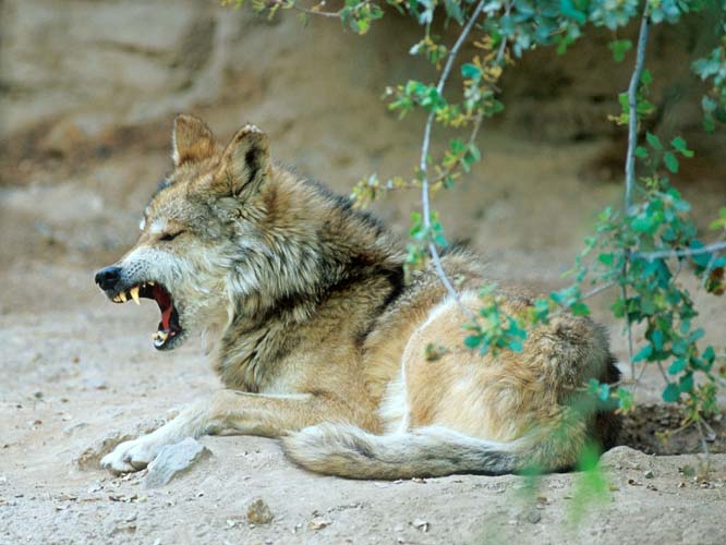 WolfYawn-Gray Wolf-by Shirley Curtis.jpg