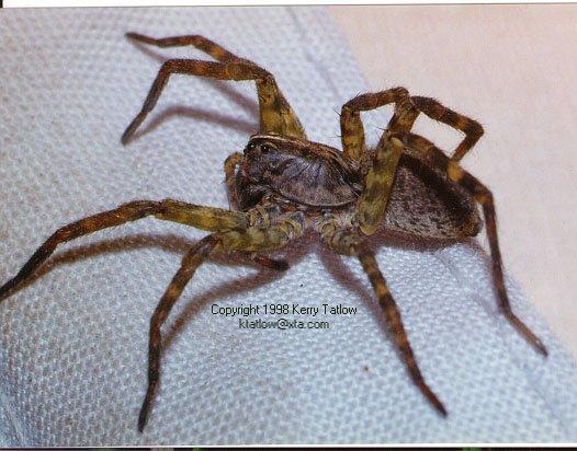 Wolf Spider 1-by Kerry Tatlow.jpg