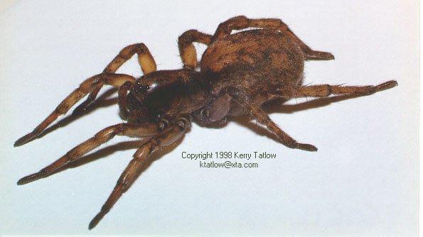 Wolf Spider 2-by Kerry Tatlow.jpg