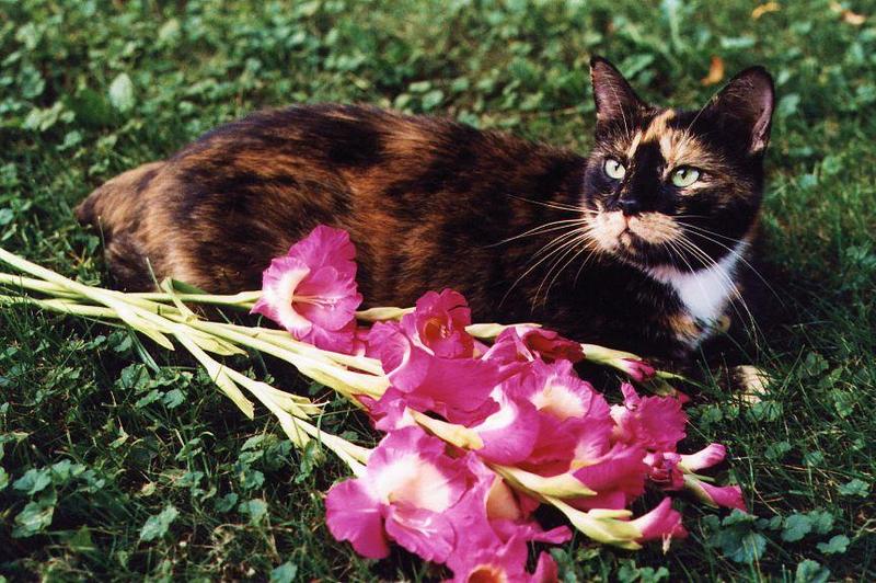 Yaz-Glads-Calico domestic cat-with flowers on grass-by Linda Bucklin.jpg