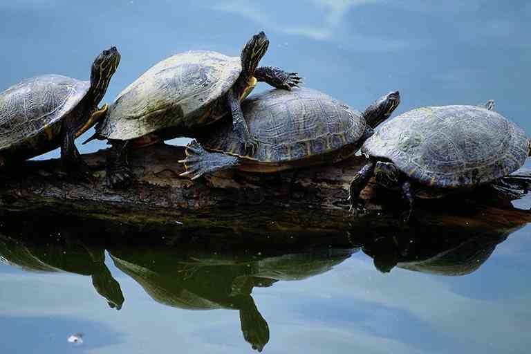 Yellow-bellied Slider Turtles-funny-by Trudie Waltman.jpg