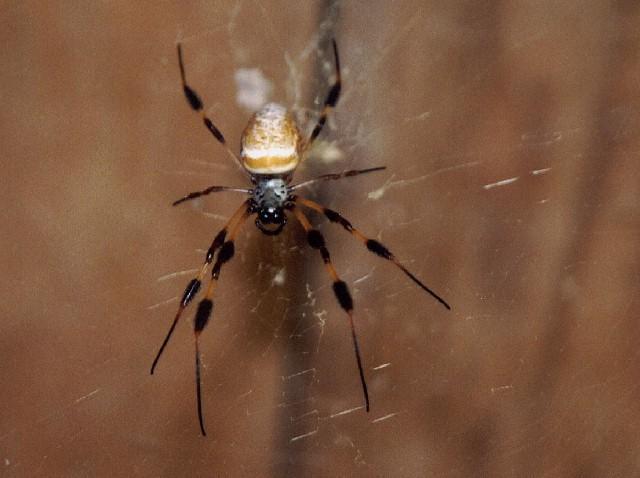 Yellow or Golden orb Spider-by Richard Strong.jpg