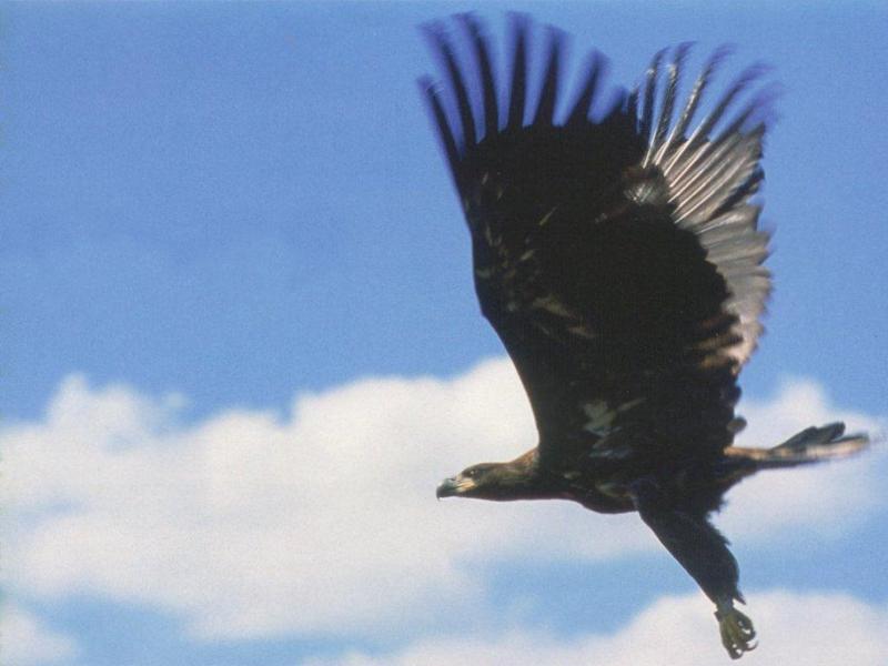Zeearend-White-tailed Sea Eagle-by MKramer.jpg