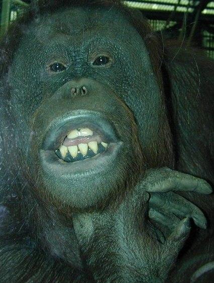 Zooo0124-Orangutan-by Erich Mangl.jpg