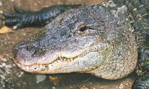 a aa 01-American Alligator-face closeup-by John White.jpg